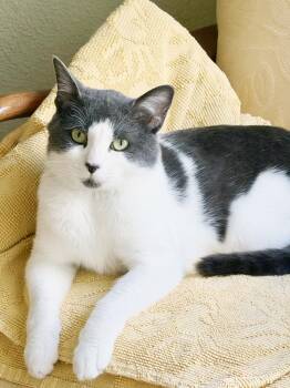 Rocky -  Domestic Short Hair Cat for Adoption in Alameda, California - Rocky | PetCurious