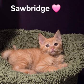 Sawbridge -  Domestic Short Hair Cat for Adoption in Fredericksburg, Virginia - Sawbridge | PetCurious