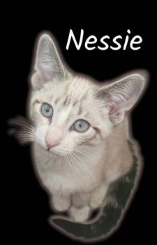 Nessie -  Domestic Short Hair Cat for Adoption in Auburn, California - Nessie | PetCurious