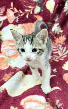 Domestic Short Hair Cats Available for Adoption in Rockwall, Texas - Primrose | PetCurious