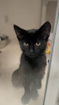 Blarry - I AM AT PetSmart Northborough -  Domestic Short Hair Cat for Adoption in East Brookfield, Massachusetts - Blarry - I AM AT PetSmart Northborough | PetCurious