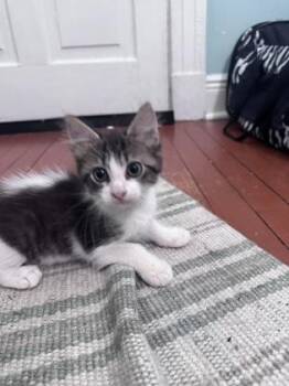 Louis IN FOSTER -  Domestic Medium Hair and Domestic Short Hair Cat for Adoption in New Orleans, Louisiana - Louis IN FOSTER | PetCurious