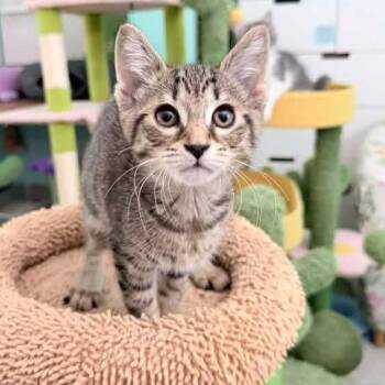 Oriole -  Domestic Short Hair and Tabby Cat for Adoption in Grand Rapids, Michigan - Oriole | PetCurious