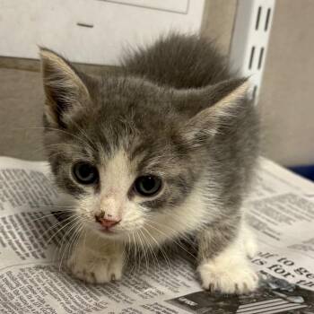 Casper -  Domestic Short Hair Cat for Adoption in Yuma, Arizona - Casper | PetCurious