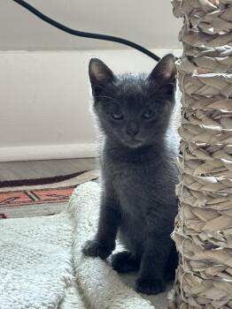 Celica -  Domestic Short Hair Cat for Adoption in Oak Park, Michigan - Celica | PetCurious