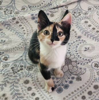 Ivy -  Domestic Short Hair Cat for Adoption in Lunenburg, Massachusetts - Ivy | PetCurious