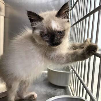Headband -  Domestic Short Hair Cat for Adoption in Carencro, Louisiana - Headband | PetCurious