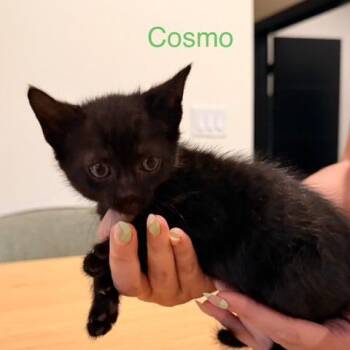 Cosmo (green) -  Domestic Short Hair Cat for Adoption in Talent, Oregon - Cosmo (green) | PetCurious