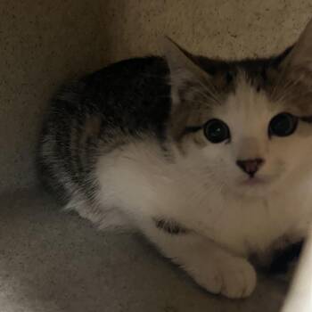 Cyrano de Furgerac -  Domestic Short Hair Cat for Adoption in Cheyenne, Wyoming - Cyrano De Furgerac | PetCurious