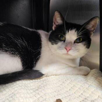 Azzy(azula) -  Domestic Short Hair Cat for Adoption in Fort Wayne, Indiana - Azzy(azula) | PetCurious