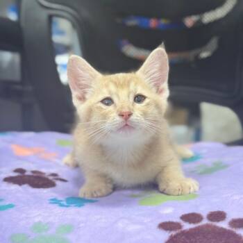 Chaos -  Domestic Short Hair Cat for Adoption in Spring Hill, Kansas - Chaos | PetCurious