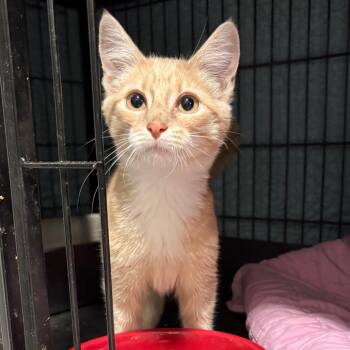 Saffron slightly burnt rice -  Domestic Medium Hair Cat for Adoption in Fredericksburg, Virginia - Saffron Slightly Burnt Rice | PetCurious