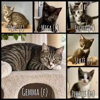 The Quarry Litter -  Domestic Short Hair and Tabby Cat for Adoption in Bethel, Connecticut - The Quarry Litter | PetCurious