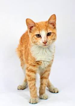 Griffindor -  Domestic Short Hair Cat for Adoption in Morton Grove, Illinois - Griffindor | PetCurious