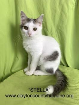 Rescue Domestic Short Hair Cats for Adoption in Locust Grove, Georgia - Stella - CCHS | PetCurious