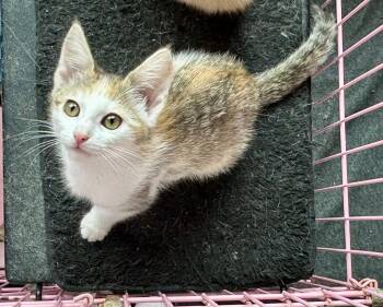 Swirl Napa -  Calico Cat for Adoption in Napa, California - Swirl Napa | PetCurious