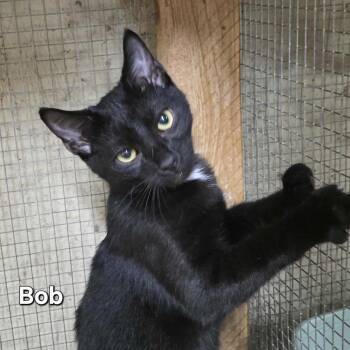 Rescue Domestic Short Hair Cats for Adoption in Anniston, Alabama - Bob | PetCurious