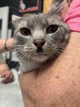 Domestic Short Hair Cats Available for Adoption in Virginia Beach, Virginia - Iskander | PetCurious
