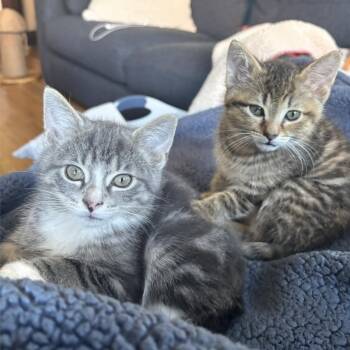 Domestic Short Hair Cats Available for Adoption in Chicago, Illinois - Canary (bonded With Finch) | PetCurious