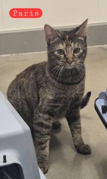 Domestic Short Hair Cats Available for Adoption in Blue Springs, Missouri - Paris | PetCurious