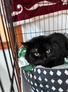 Rescue Domestic Short Hair Cats for Adoption in Breinigsville, Pennsylvania - Onyx | PetCurious