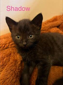 Shadow -  Domestic Short Hair Cat Available for Adoption in Leonardtown, Maryland - Shadow | PetCurious