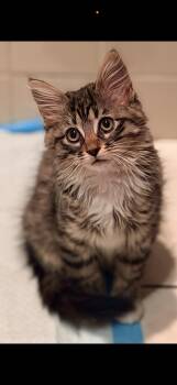 PB & J -  Domestic Short Hair Cat for Adoption in Ardsley, New York - PB & J | PetCurious