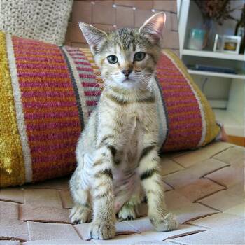 A1047285 Phish -  Domestic Short Hair Cat for Adoption in Pleasant Hill, California - A1047285 Phish | PetCurious