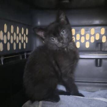 Violet -  Domestic Short Hair Cat for Adoption in Saint Charles, Missouri - Violet | PetCurious