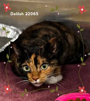 DELILAH -  Domestic Short Hair Cat for Adoption in Marietta, Georgia - DELILAH | PetCurious
