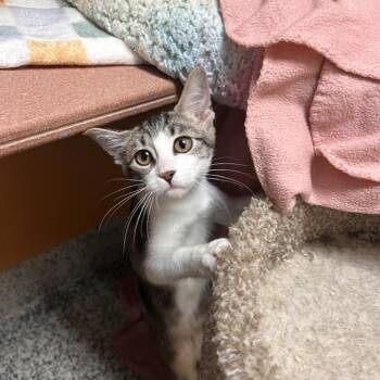 Mellow -  Domestic Short Hair Cat for Adoption in Fresno, California - Mellow | PetCurious