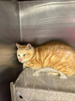 Matt (E2) -  Domestic Short Hair Cat for Adoption in Lafayette, Indiana - Matt (E2) | PetCurious
