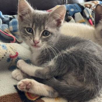 Tor -  Domestic Short Hair Cat for Adoption in Norco, California - Tor | PetCurious