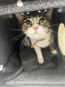 Domestic Short Hair Cats Available for Adoption in St. Cloud, Florida - CHARLIE | PetCurious