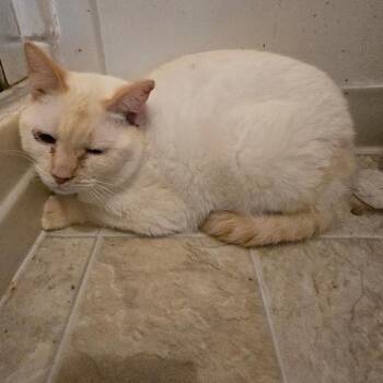 Geon -  Siamese and Domestic Short Hair Cat for Adoption in Klamath Falls, Oregon - Geon | PetCurious