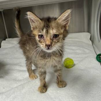 Ariel -  Domestic Medium Hair Cat for Adoption in Lake Panasoffkee, Florida - Ariel | PetCurious