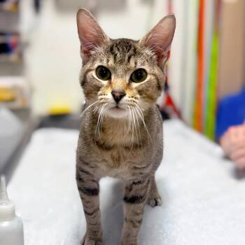 American Shorthair Cats Available for Adoption - Galactica | PetCurious