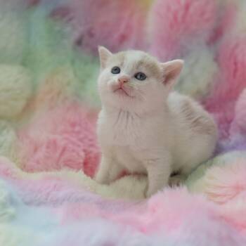 Domestic Short Hair and Tabby Cats Available for Adoption in Atlanta, Georgia - Ditto | PetCurious