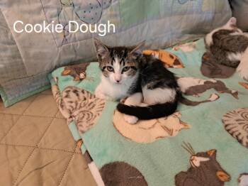 Rescue Domestic Short Hair Cats for Adoption in Plymouth, Minnesota - Cookie Dough* | PetCurious
