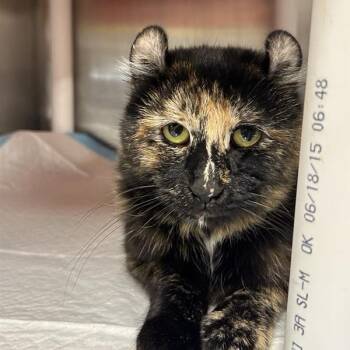 Domestic Short Hair and American Curl Cats Available for Adoption in Salt Lake City, Utah - Symphony | PetCurious