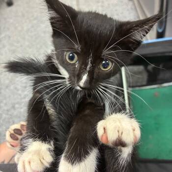 Judy 29855 -  Domestic Short Hair Cat for Adoption in Middleburg, Florida - Judy 29855 | PetCurious