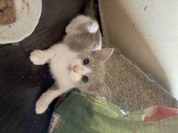 Ms tan -  Snowshoe and Tuxedo Cat for Adoption in Newark Valley, New York - Ms Tan | PetCurious