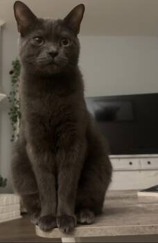 Rescue Domestic Short Hair Cats for Adoption in Greenville, North Carolina - Hippo | PetCurious