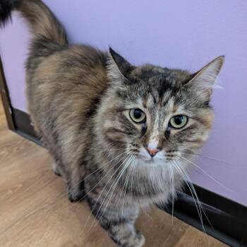 Lyric -  Domestic Long Hair Cat for Adoption in Springfield, Illinois - Lyric | PetCurious