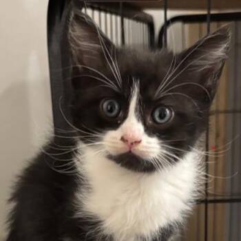Grits -  Domestic Short Hair Cat for Adoption in Cincinnati, Ohio - Grits | PetCurious