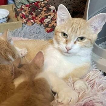 Rescue Domestic Short Hair Cats for Adoption in Warr Acres, Oklahoma - Blossom | PetCurious