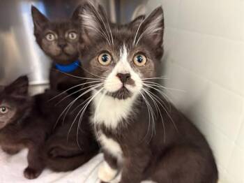 Domestic Short Hair Cats Available for Adoption - SURAJ | PetCurious