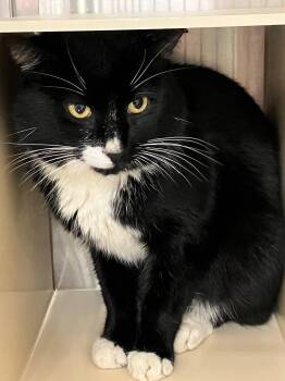 Domestic Short Hair Cats Available for Adoption - Lipp | PetCurious