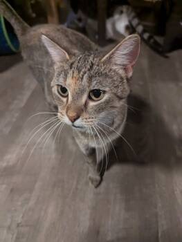 Rescue Domestic Short Hair Cats for Adoption in Rice Lake, Wisconsin - Lollie | PetCurious