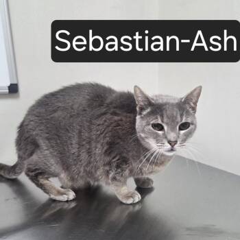 Sebastian-Ash -  Domestic Short Hair Cat for Adoption in Snow Hill, North Carolina - Sebastian-Ash | PetCurious